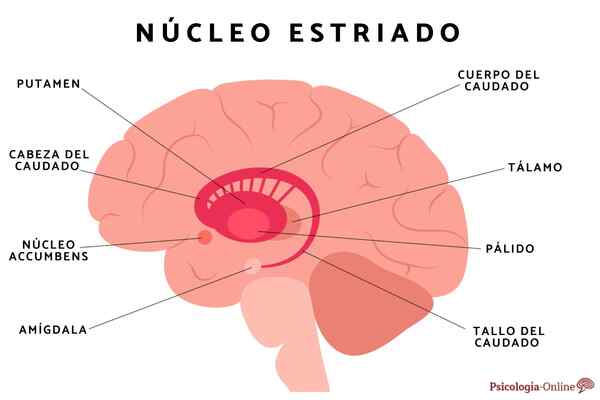 Descubren que el estriado, y no la corteza cerebral, es la “fortaleza” de la dopamina en el cerebro