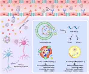 Nueva esperanza para la Enfermedad de Párkinson: Nanovesículas biomiméticas de neutrófilos mejoran la neuroprotección y abren la puerta a terapias más efectivas