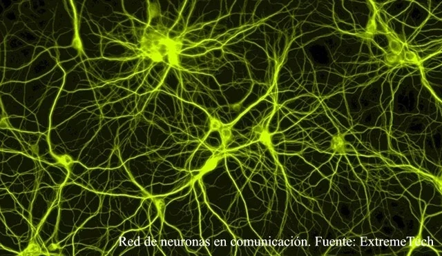 Desarrollan una nueva tecnología capaz de observar cientos de neuronas vivas a gran profundidad en el cerebro