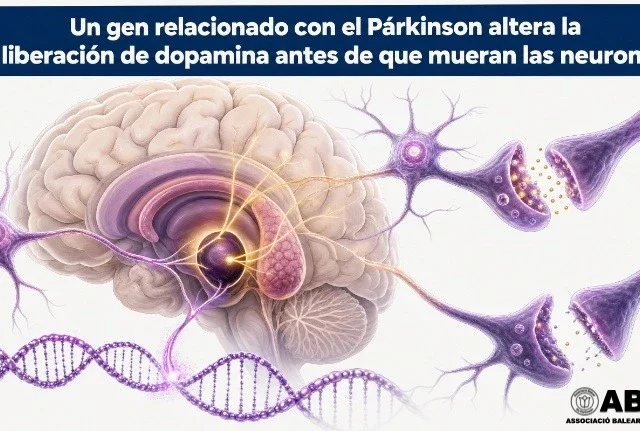 Un gen relacionado con el Párkinson altera la liberación de dopamina antes de que mueran las neuronas