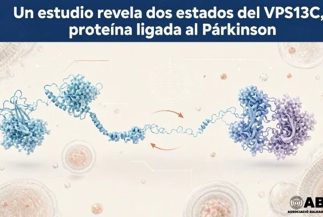 Un estudio revela dos estados del VPS13C, proteína ligada al Párkinson