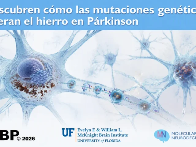 Descubren cómo las mutaciones genéticas alteran el hierro en la enfermedad de Párkinson