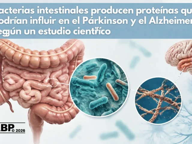 Bacterias intestinales producen proteínas que podrían influir en el Párkinson y el Alzheimer, según un estudio científico