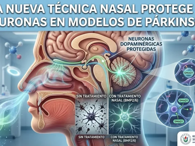 Una nueva técnica nasal protege las neuronas en modelos de Párkinson